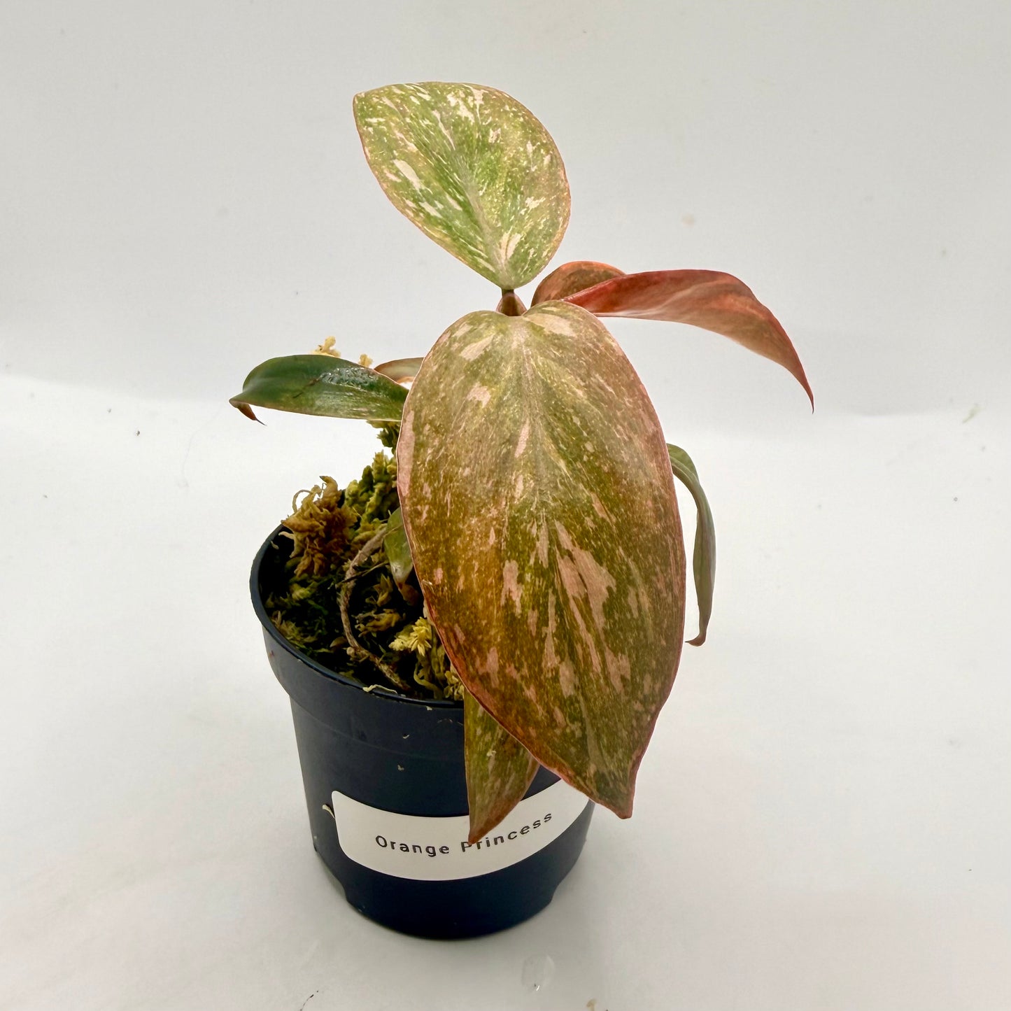 Philodendron Orange Princess Variegated