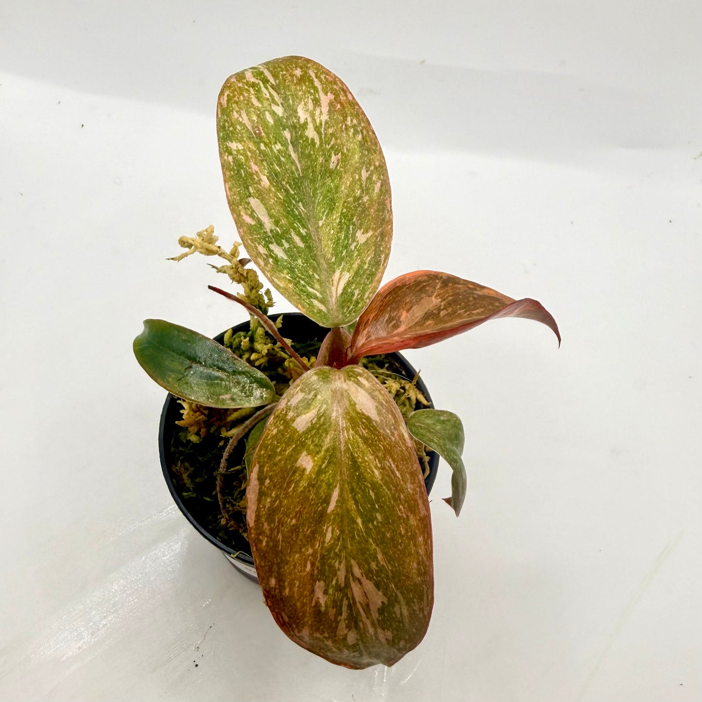 Philodendron Orange Princess Variegated