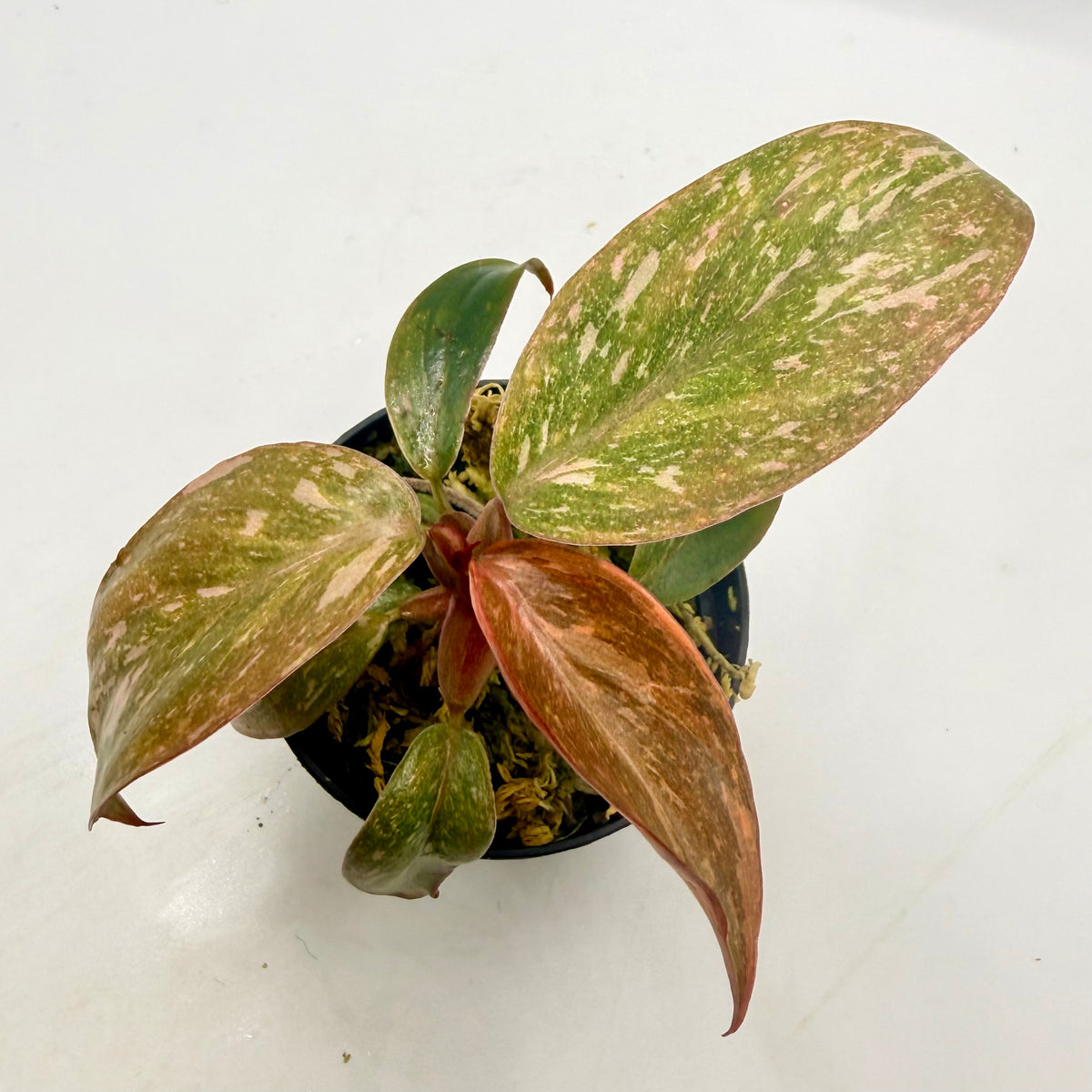 Philodendron Orange Princess Variegated