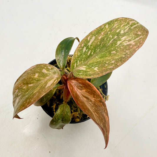 Philodendron Orange Princess Variegated