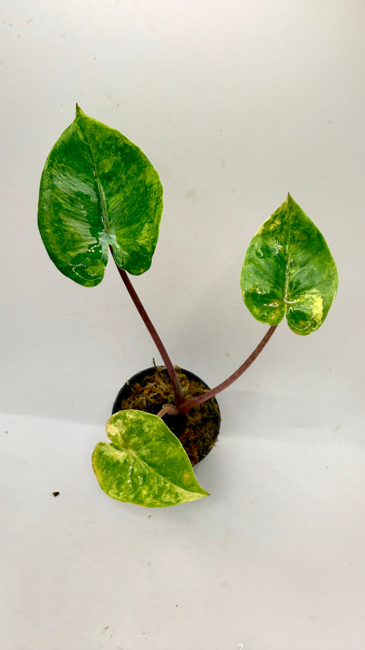 Alocasia Black Stem Aurea Variegata