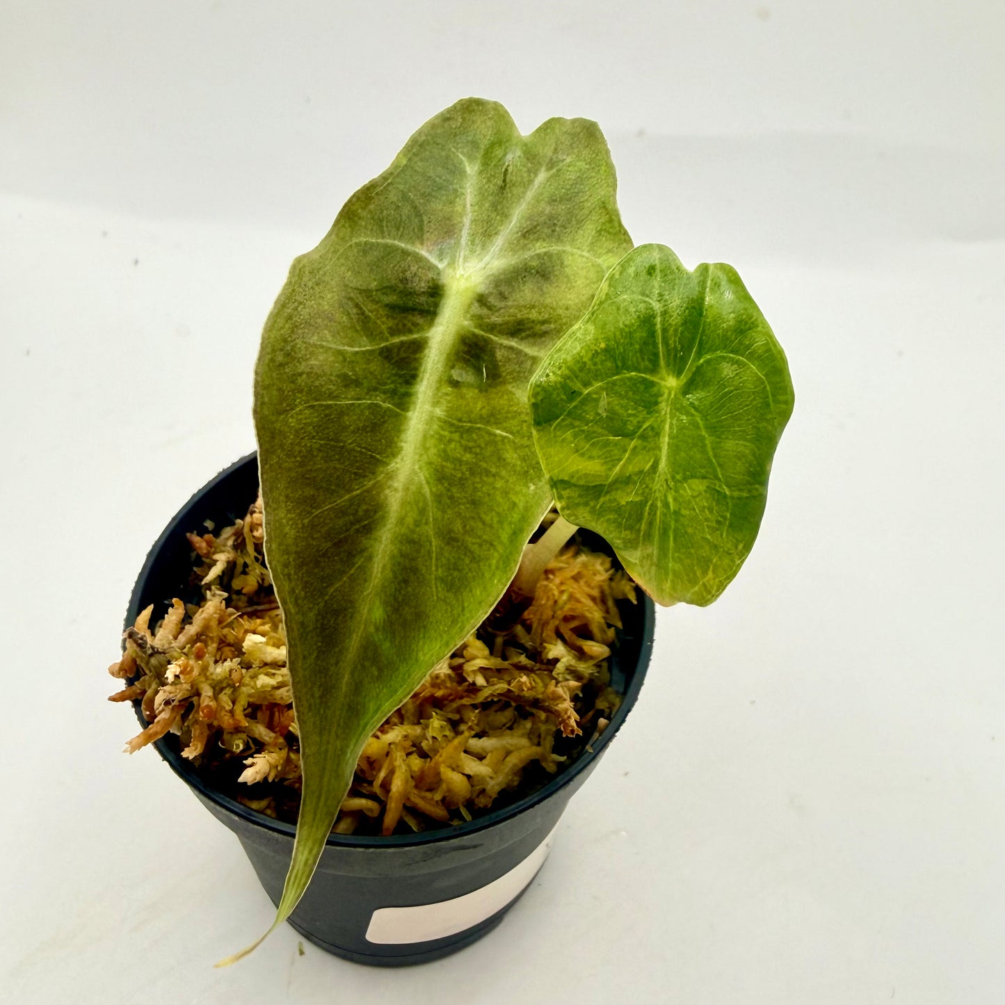 Alocasia Venom Aurea Variegata