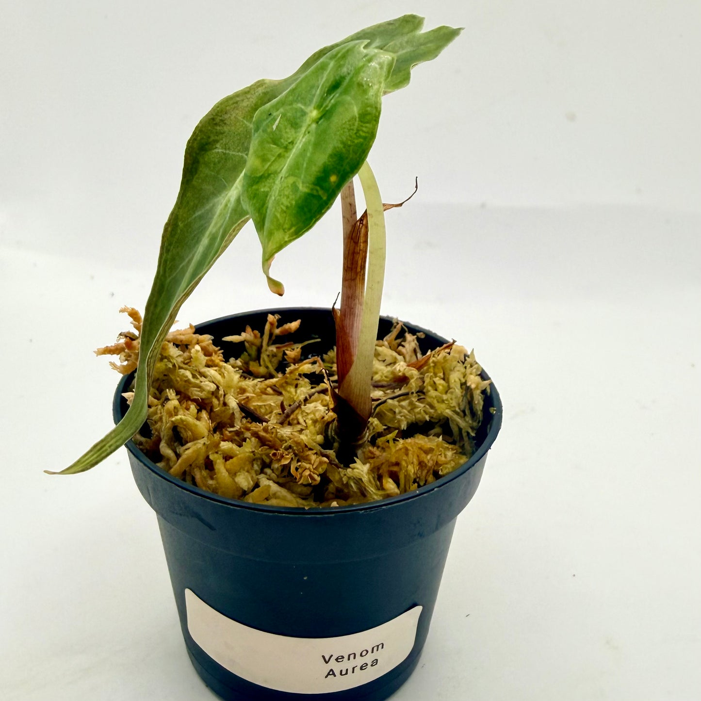 Alocasia Venom Aurea Variegata