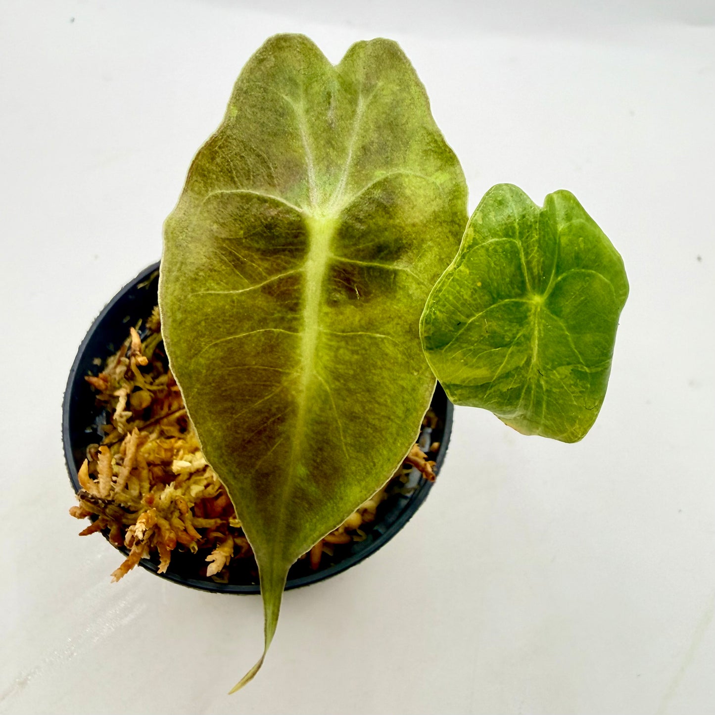 Alocasia Venom Aurea Variegata