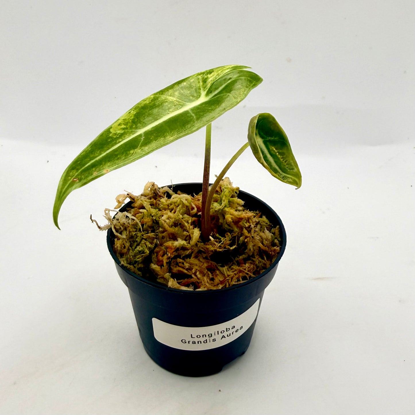 Alocasia Longiloba Grandis Aurea Variegata