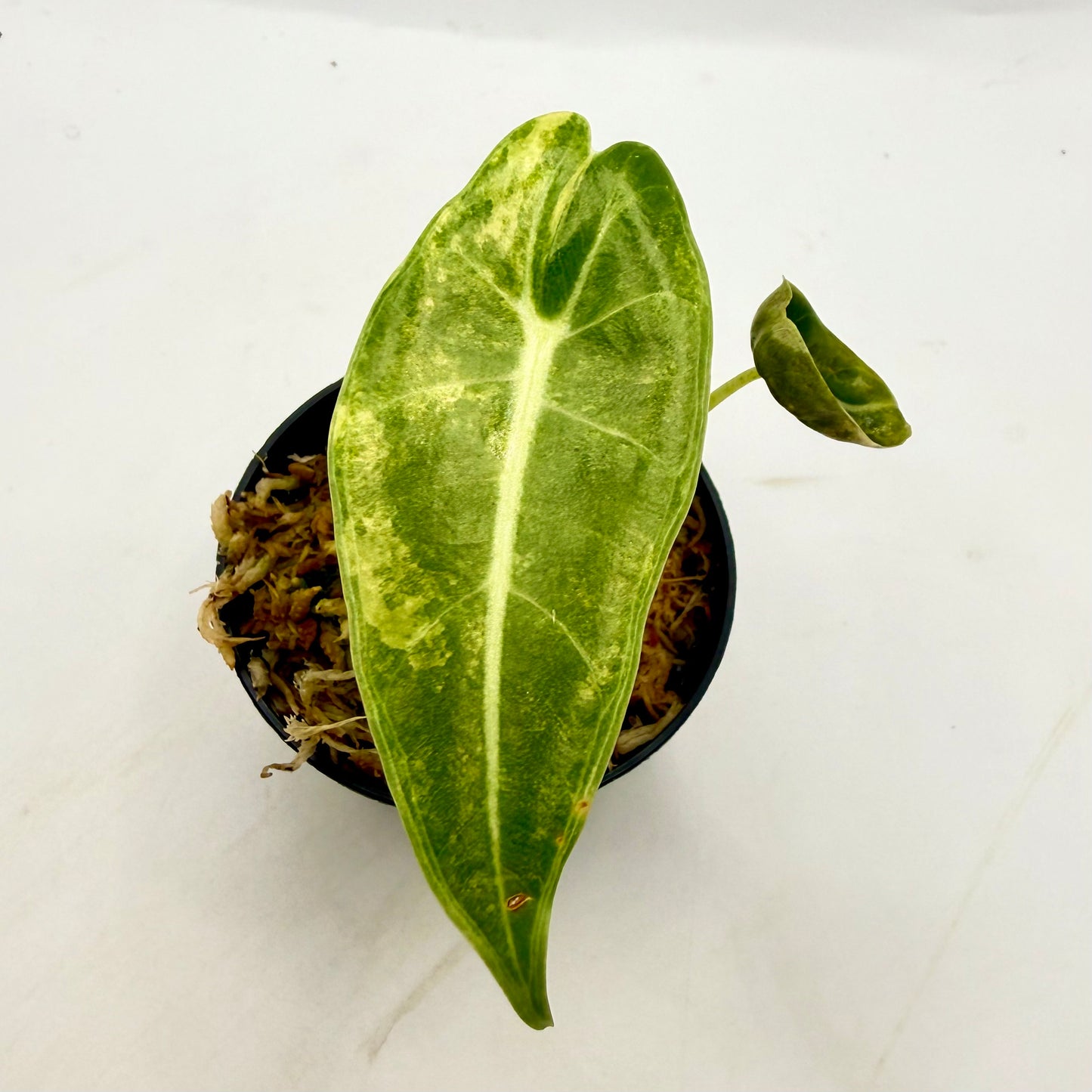 Alocasia Longiloba Grandis Aurea Variegata
