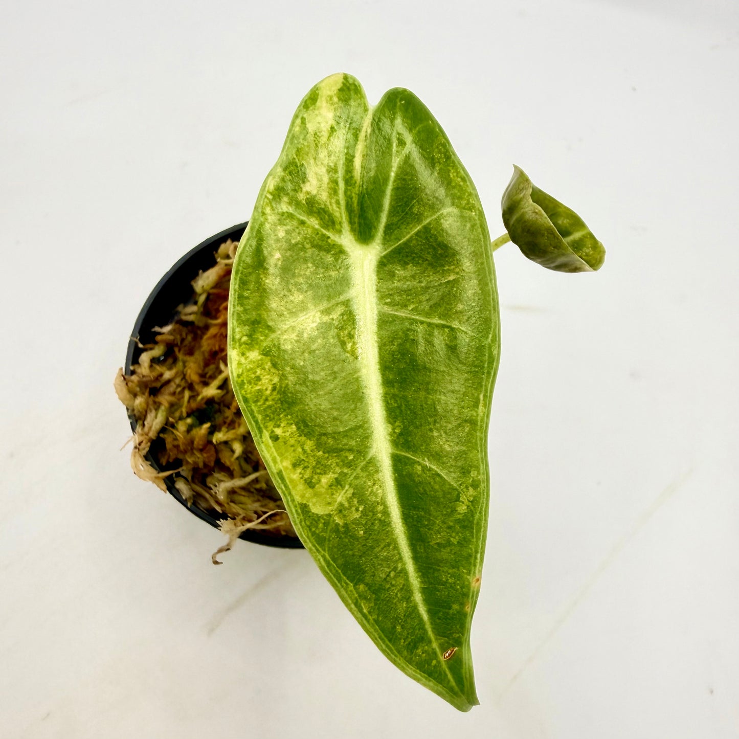Alocasia Longiloba Grandis Aurea Variegata