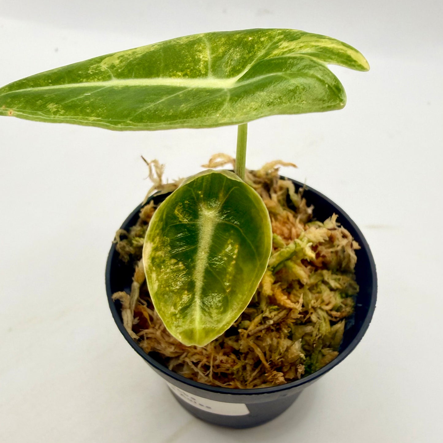 Alocasia Longiloba Grandis Aurea Variegata