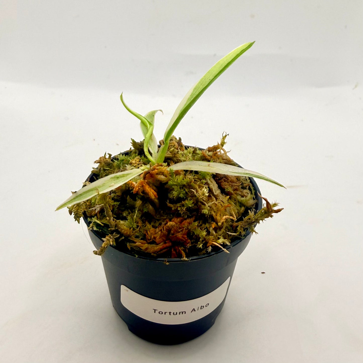 Philodendron Tortum Albo Variegated