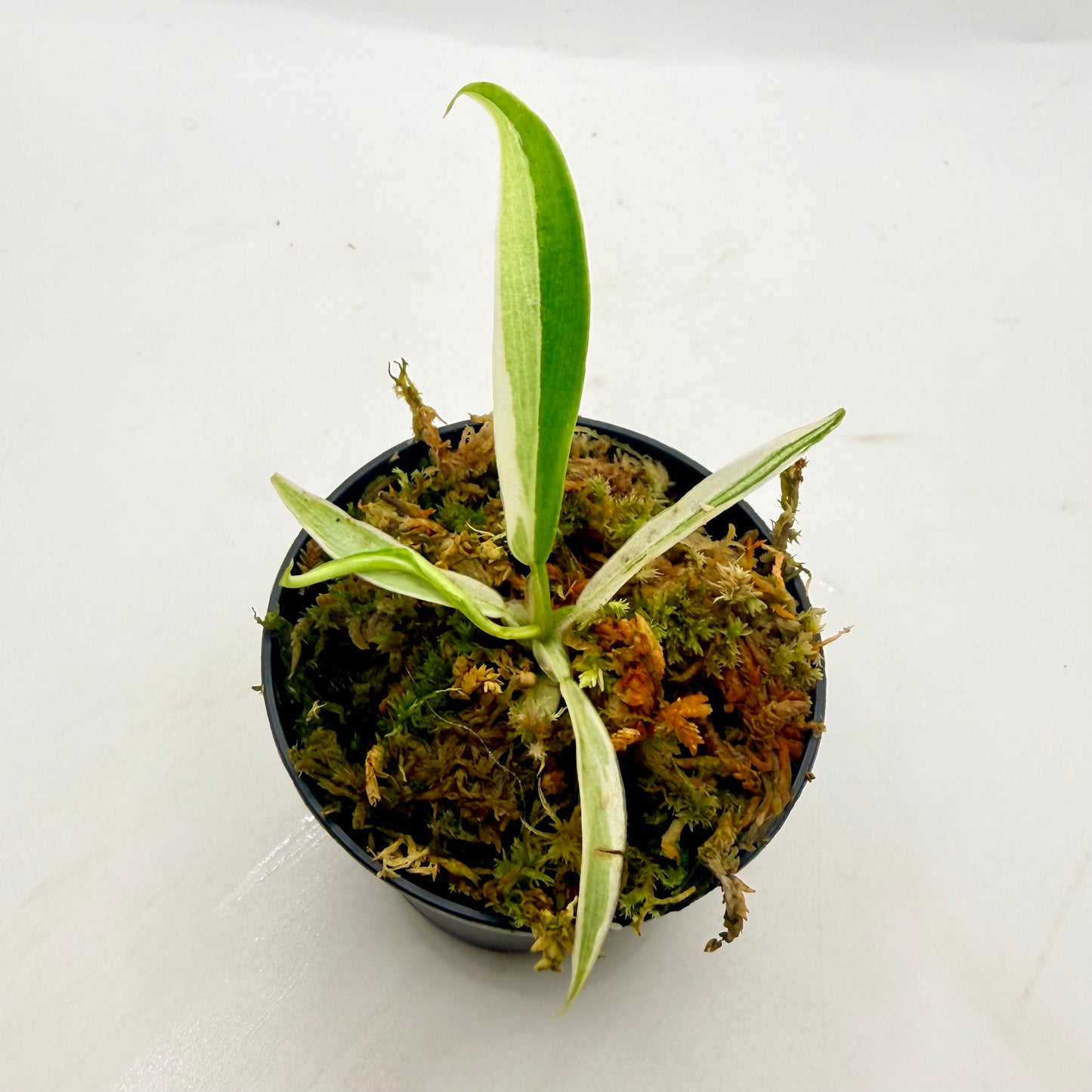 Philodendron Tortum Albo Variegated