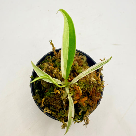 Philodendron Tortum Albo Variegated
