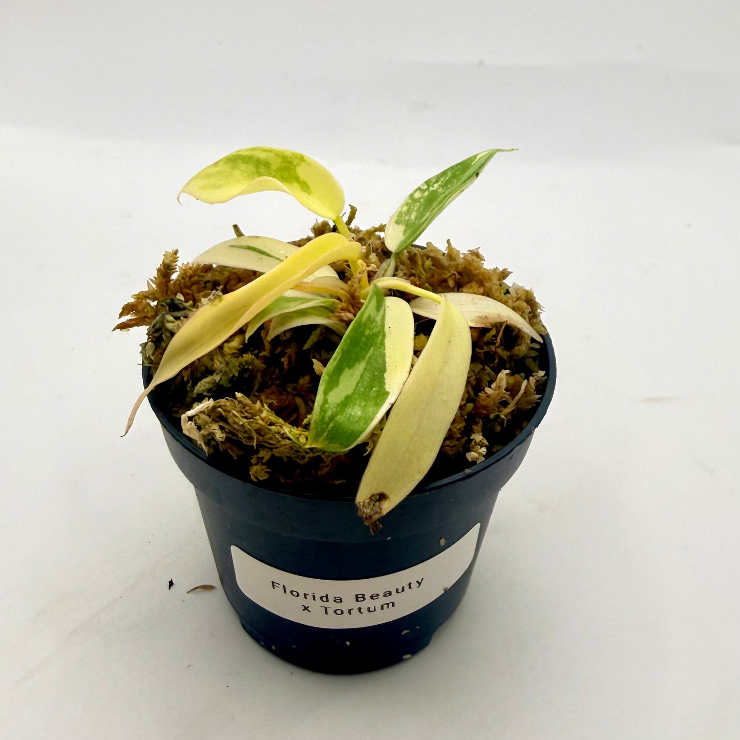 Philodendron Florida Beauty x Tortum Variegated