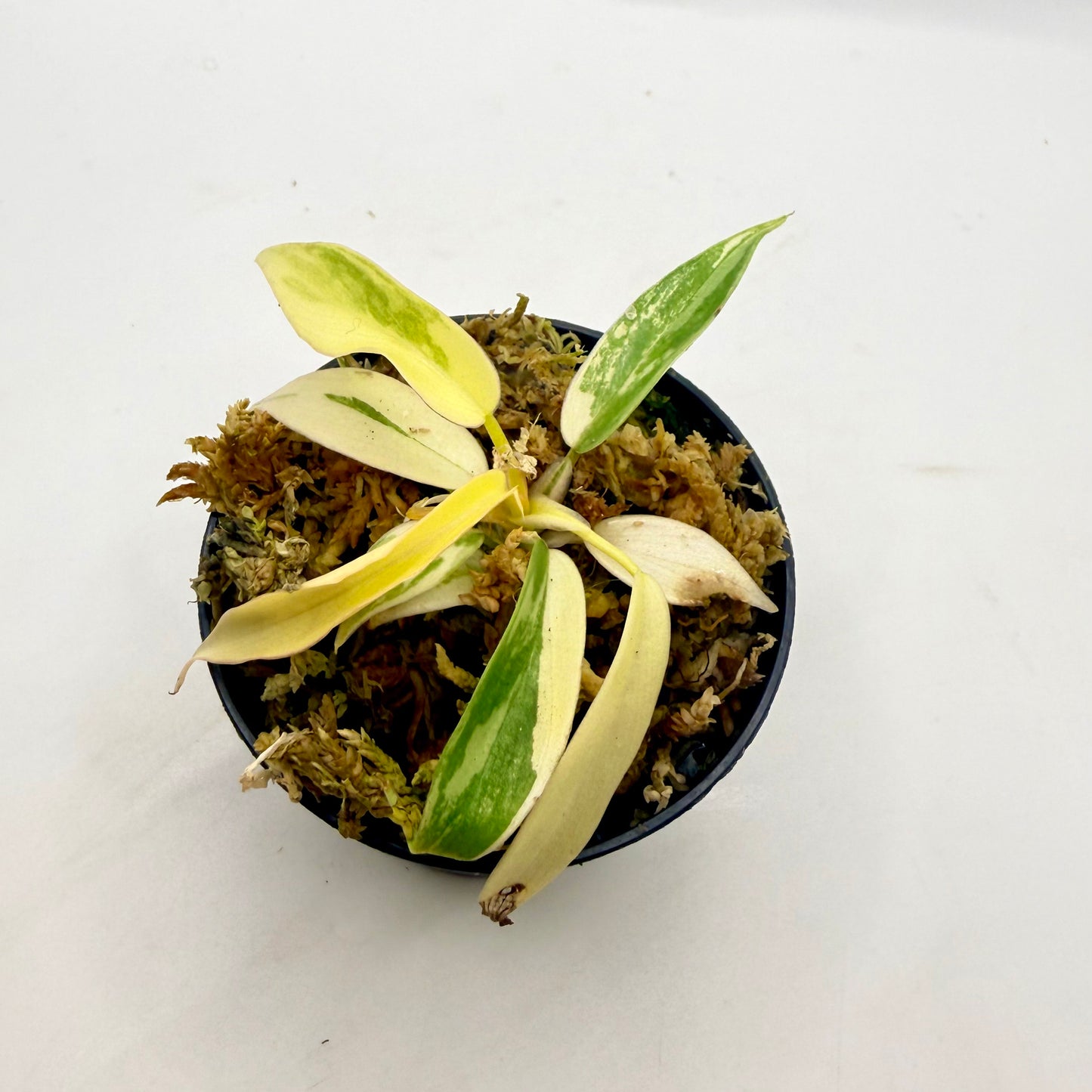 Philodendron Florida Beauty x Tortum Variegated