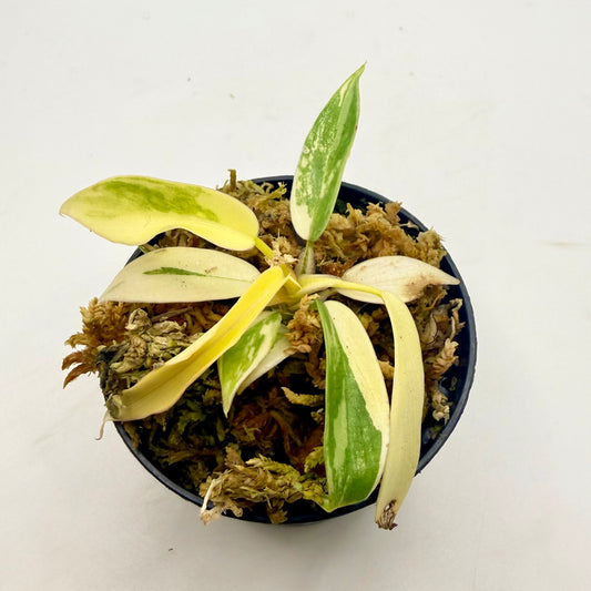 Philodendron Florida Beauty x Tortum Variegated