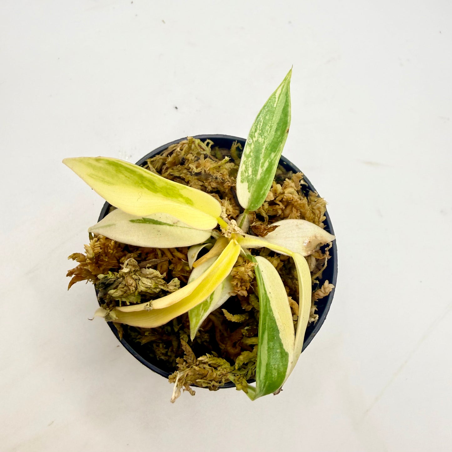 Philodendron Florida Beauty x Tortum Variegated