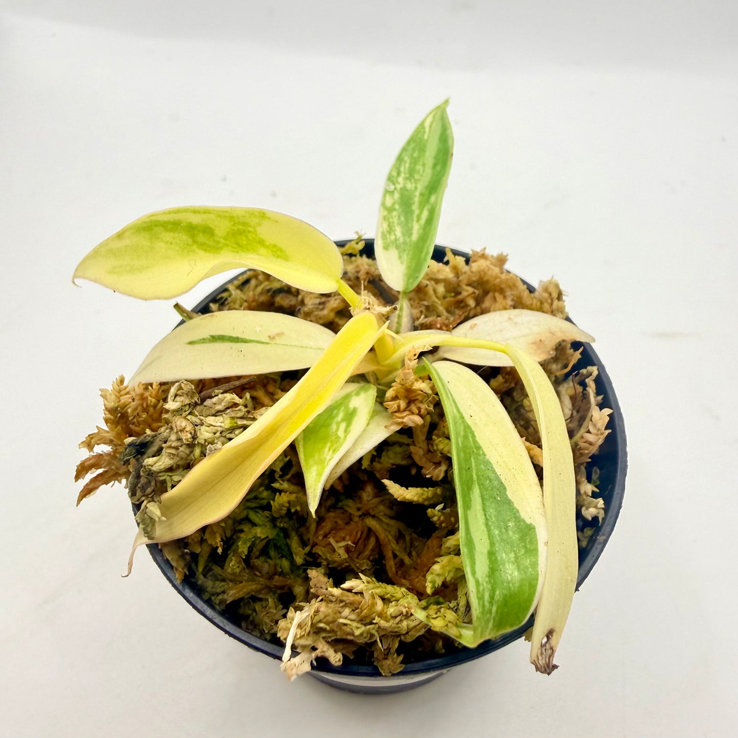 Philodendron Florida Beauty x Tortum Variegated