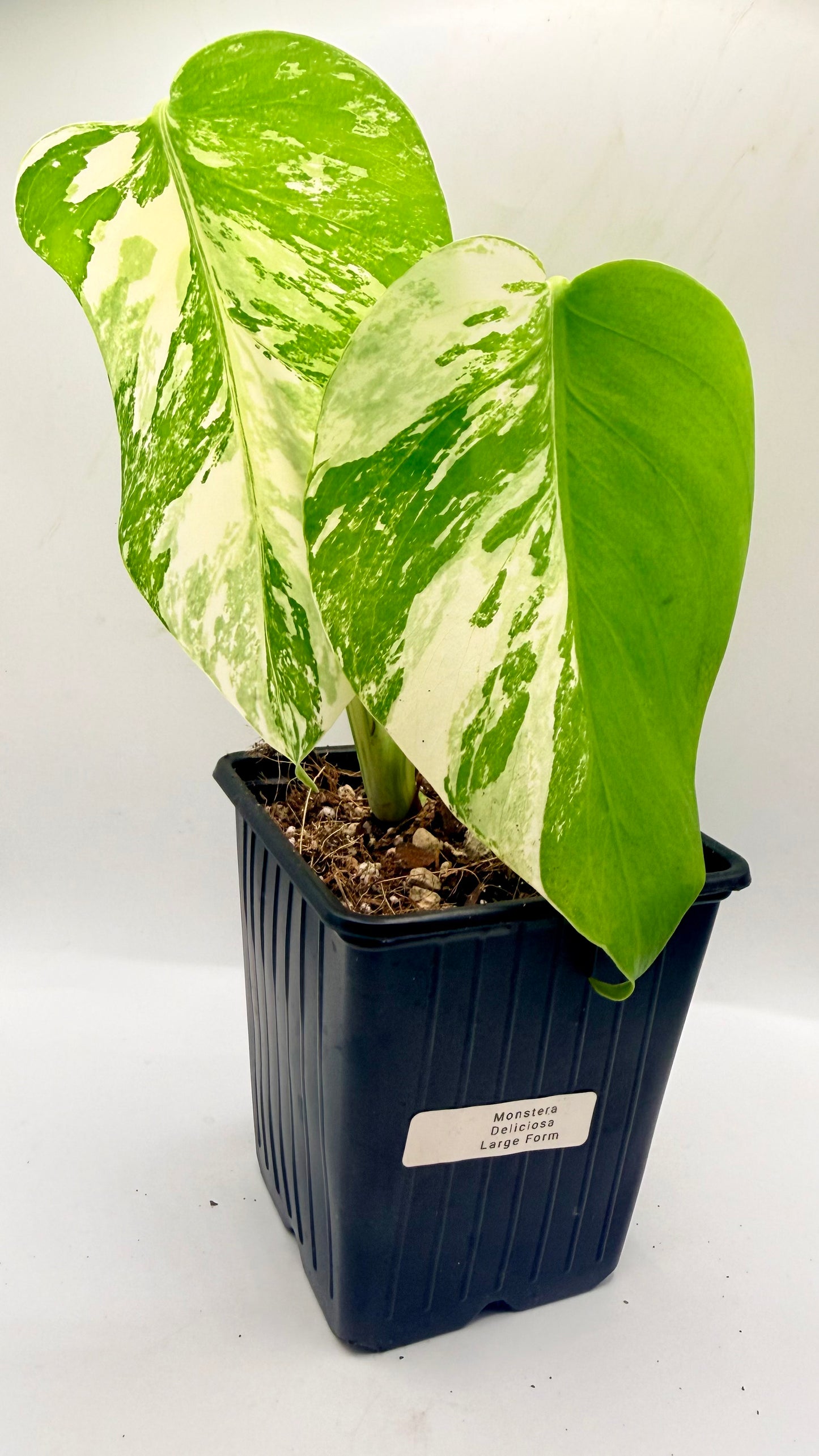 Monstera Deliciosa Variegated - Large Form
