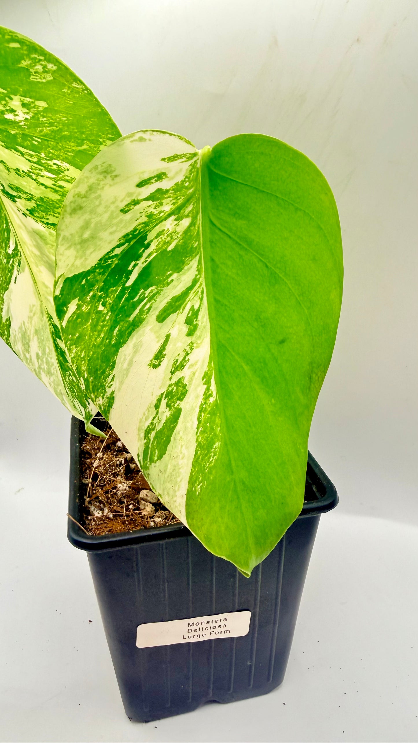 Monstera Deliciosa Variegated - Large Form