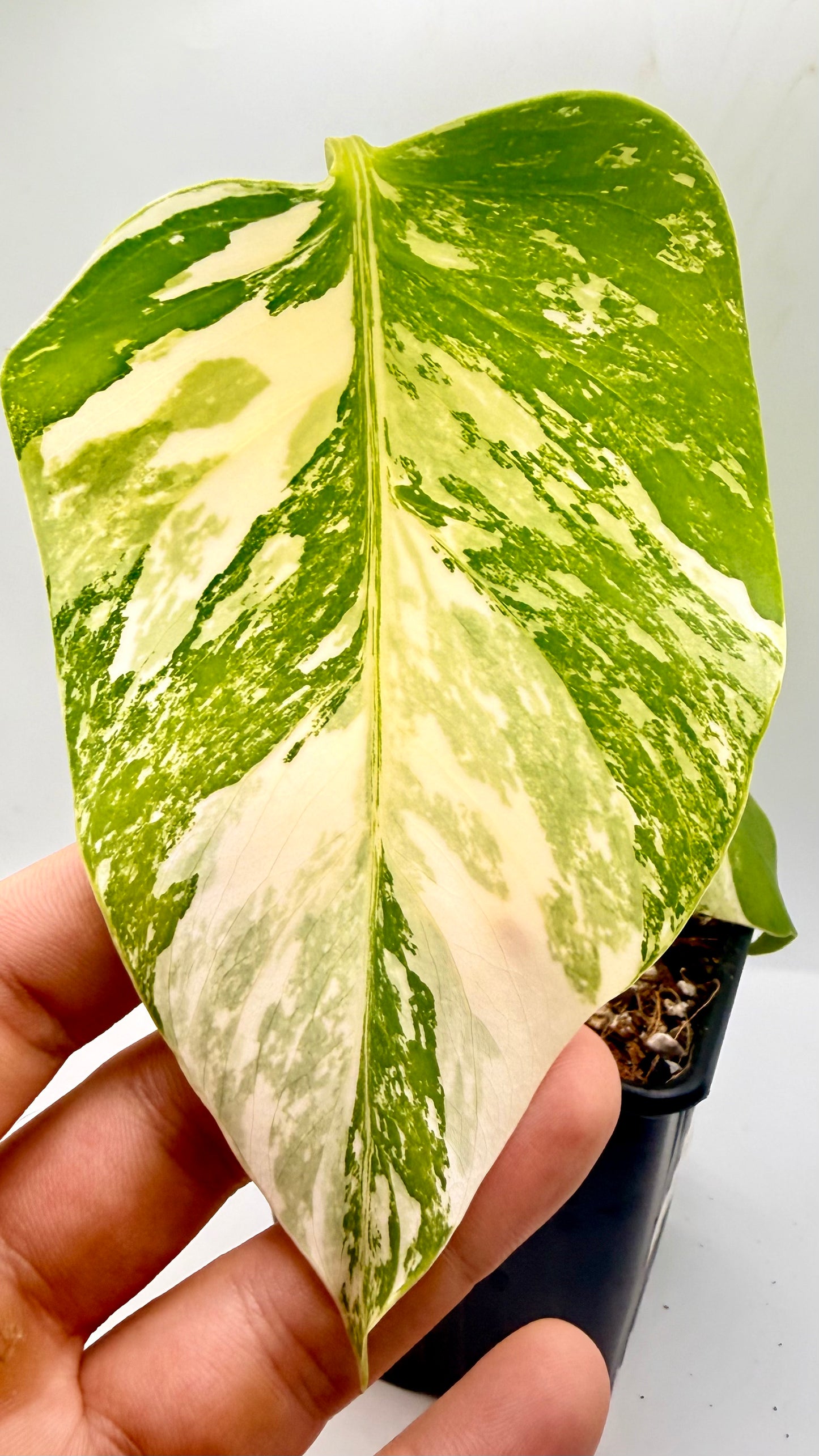 Monstera Deliciosa Variegated - Large Form