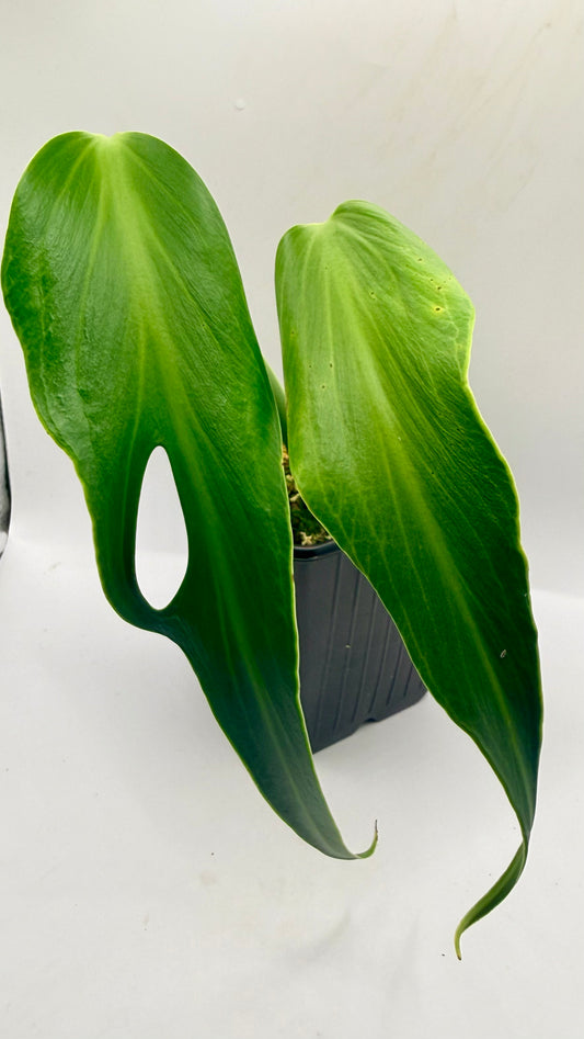 Monstera Burle Marx Flame