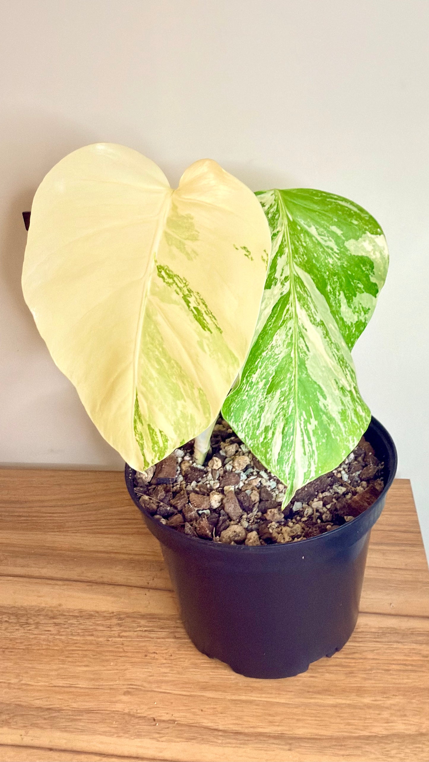 Monstera Albo Variegata
