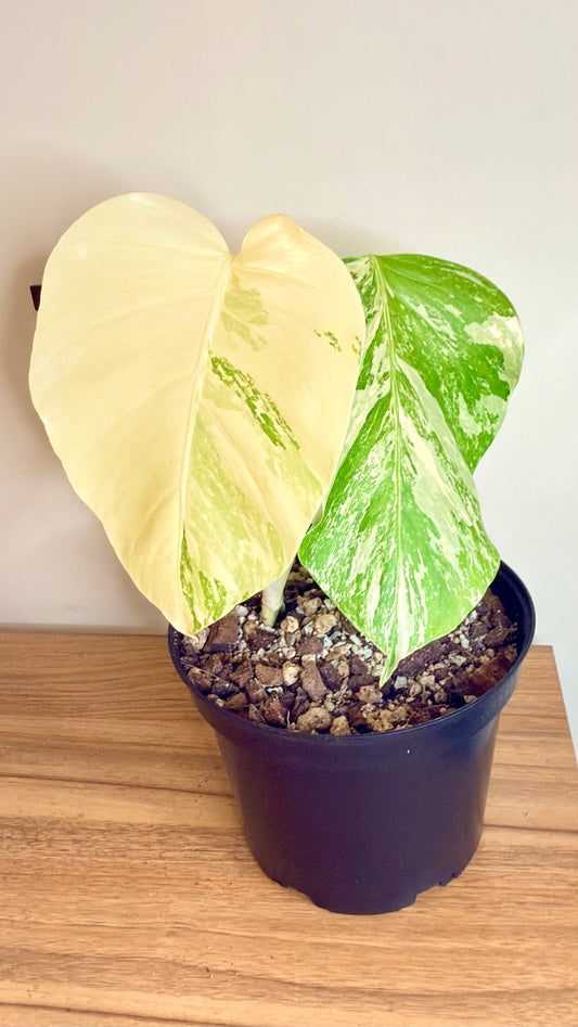 Monstera Albo Variegata