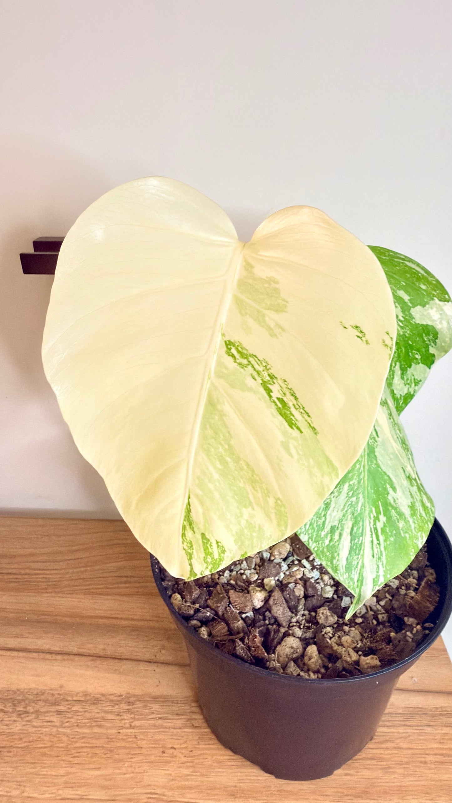 Monstera Albo Variegata