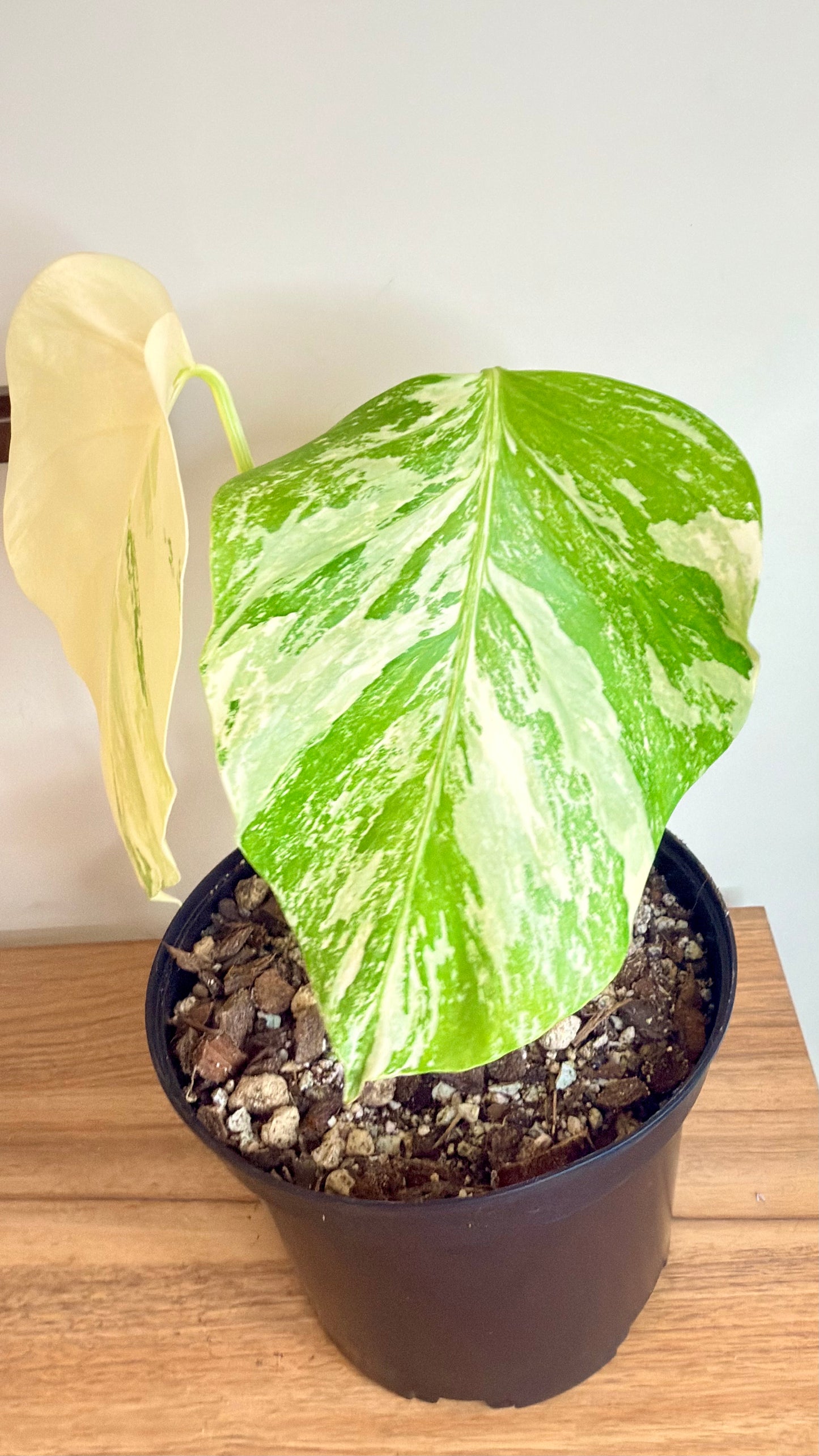 Monstera Albo Variegata