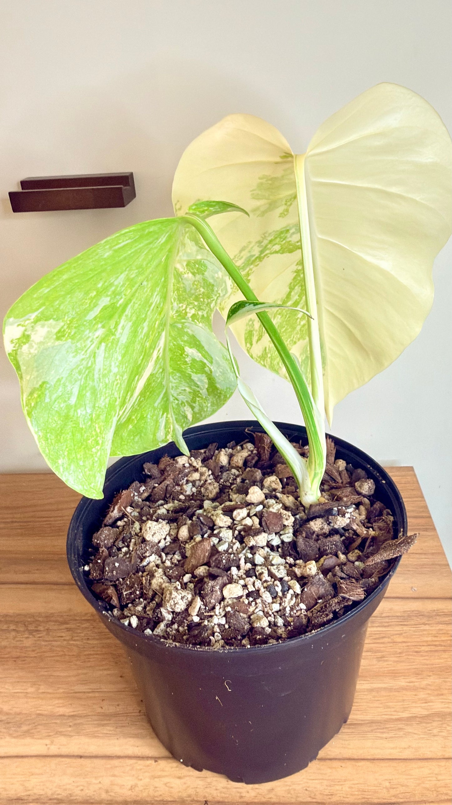 Monstera Albo Variegata