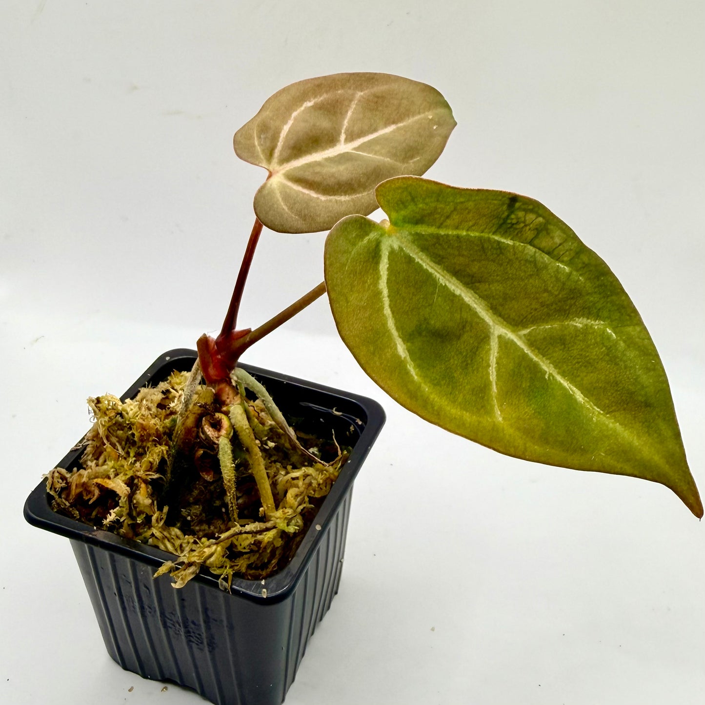 Anthurium NoID