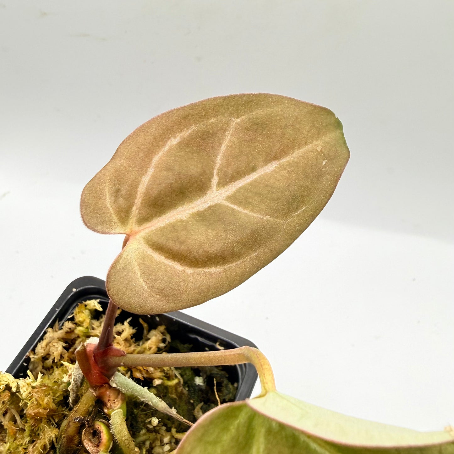 Anthurium NoID