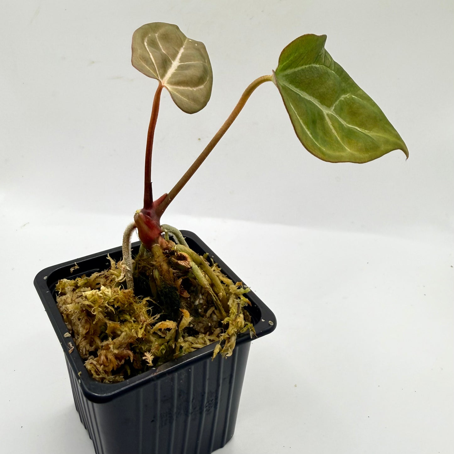 Anthurium NoID