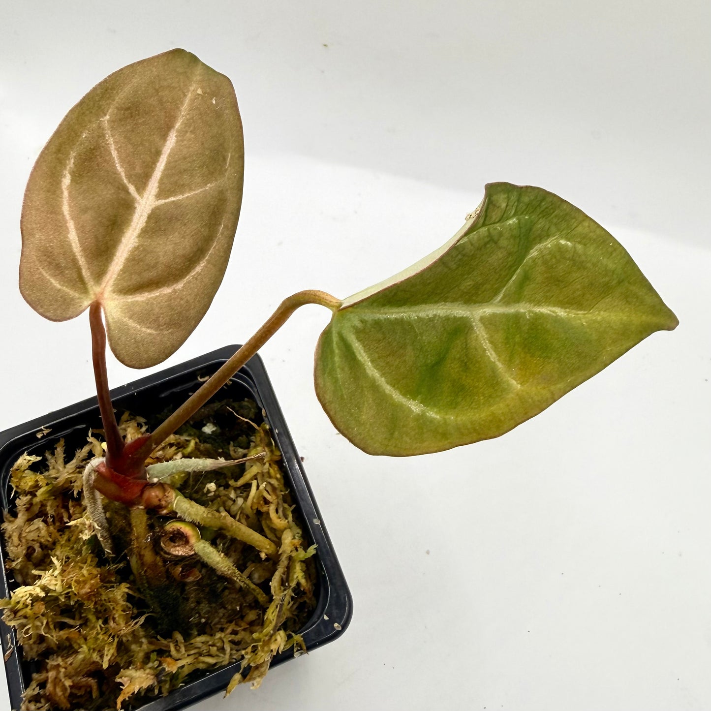 Anthurium NoID