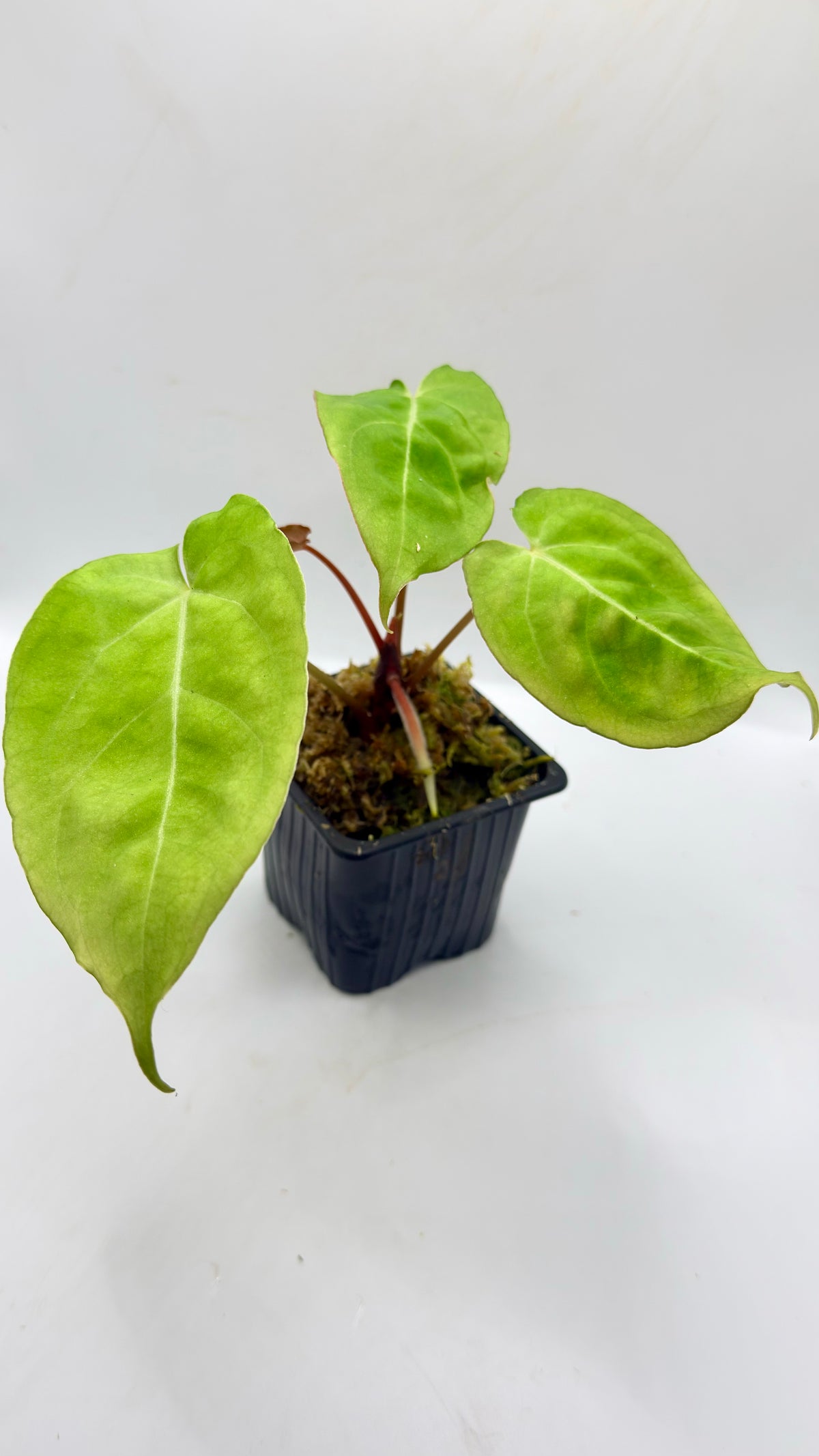 Anthurium Papillilaminum X
