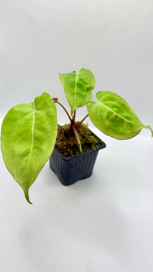 Anthurium Papillilaminum X
