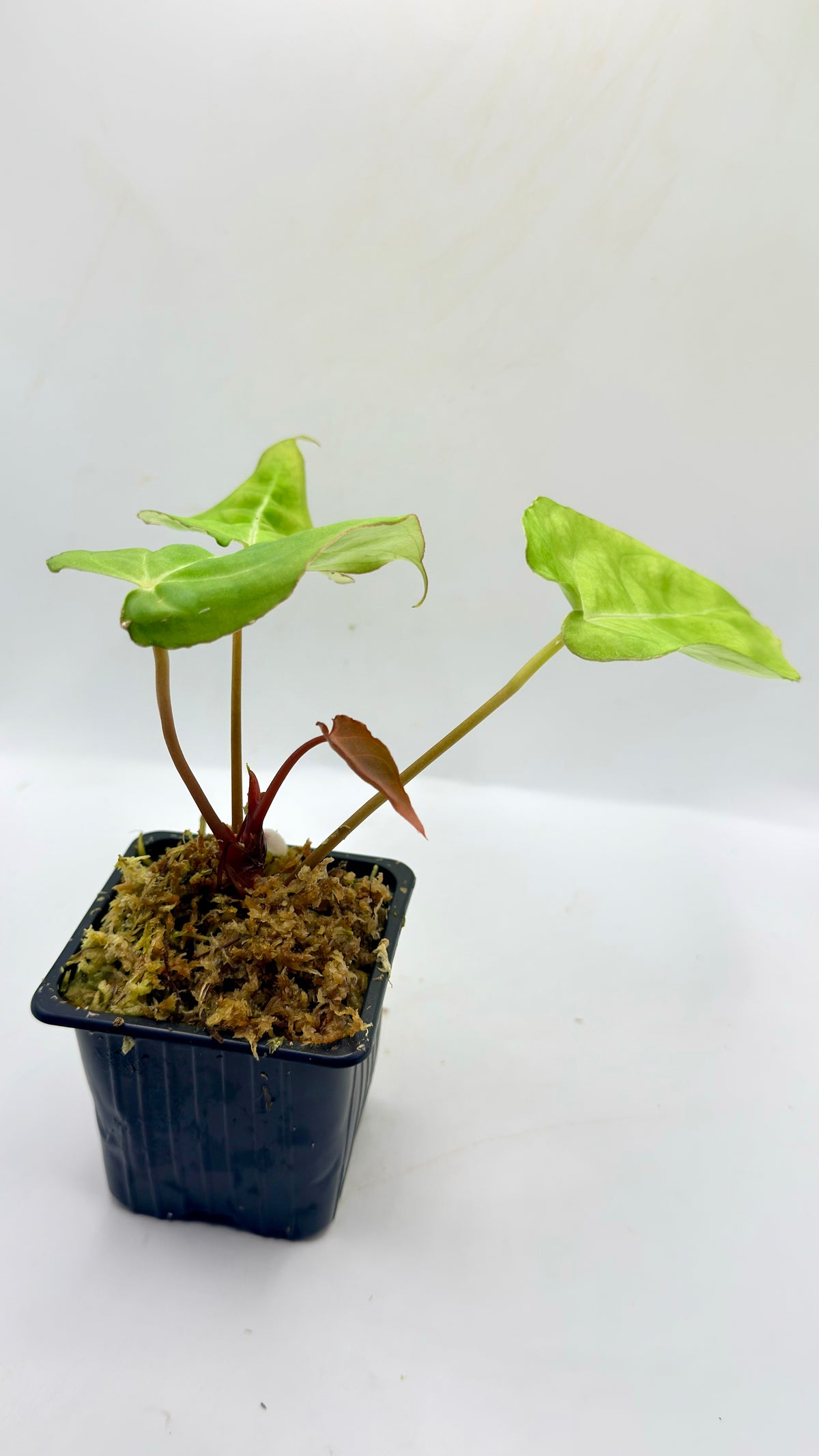 Anthurium Papillilaminum X