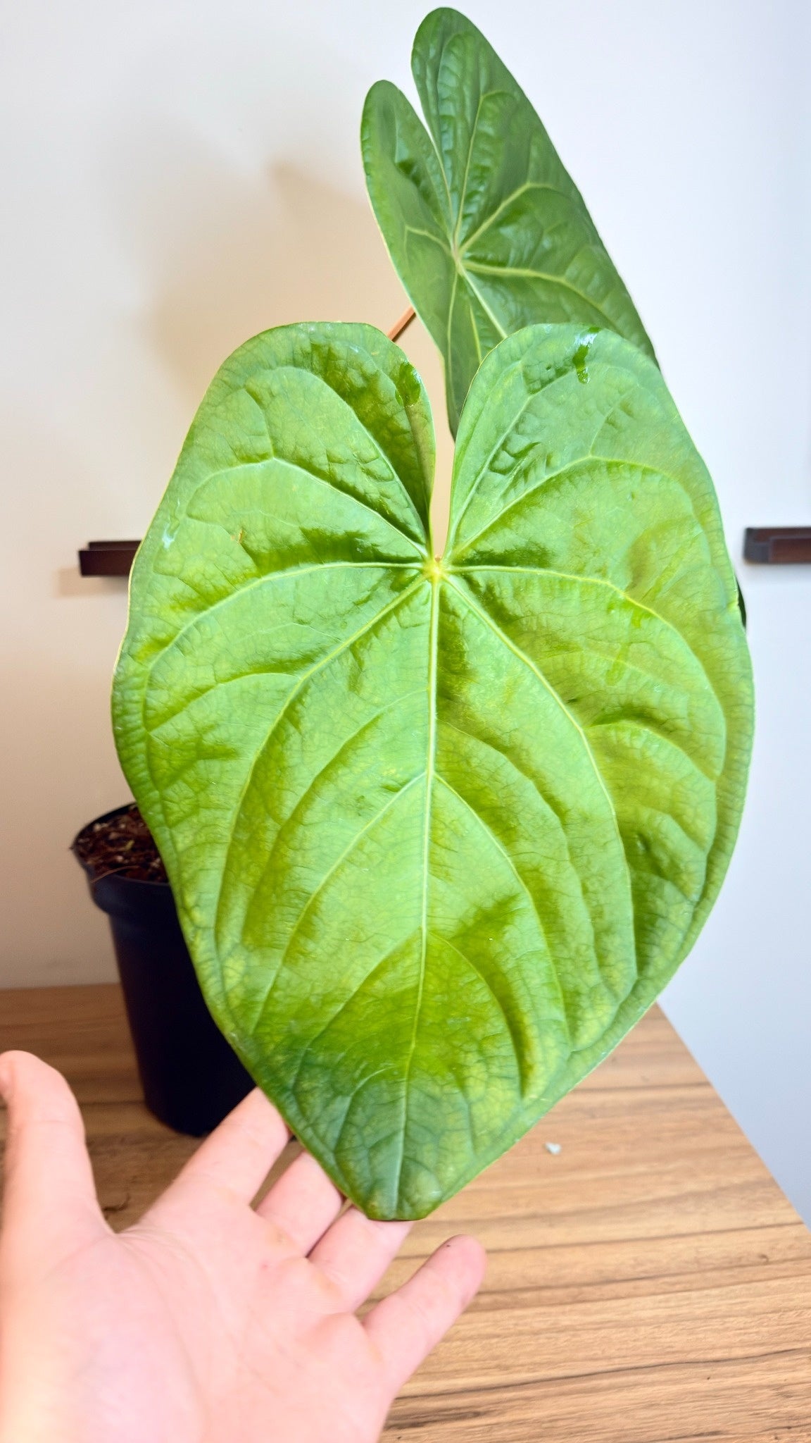 Anthurium Magnificum x Luxurians - LARGE