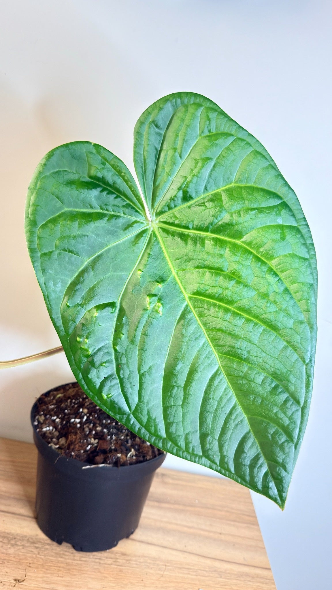 Anthurium Magnificum x Luxurians - LARGE