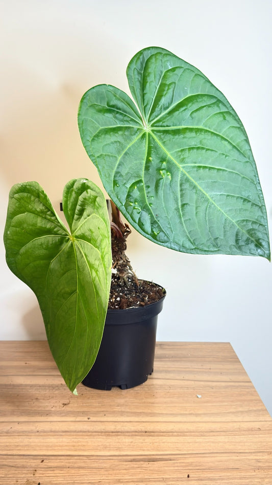 Anthurium Magnificum x Luxurians - LARGE