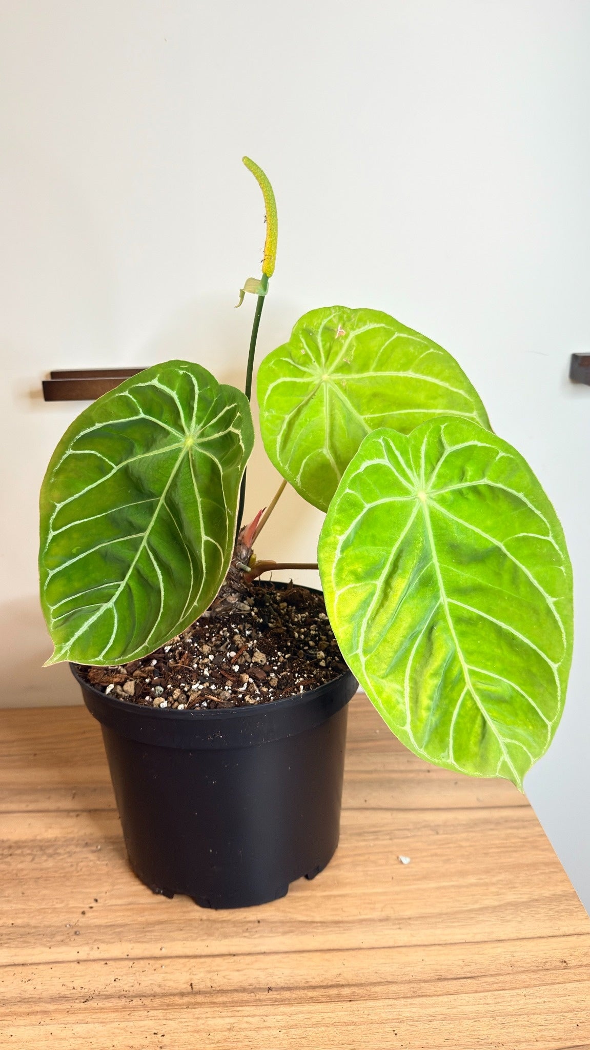 Anthurium NoID