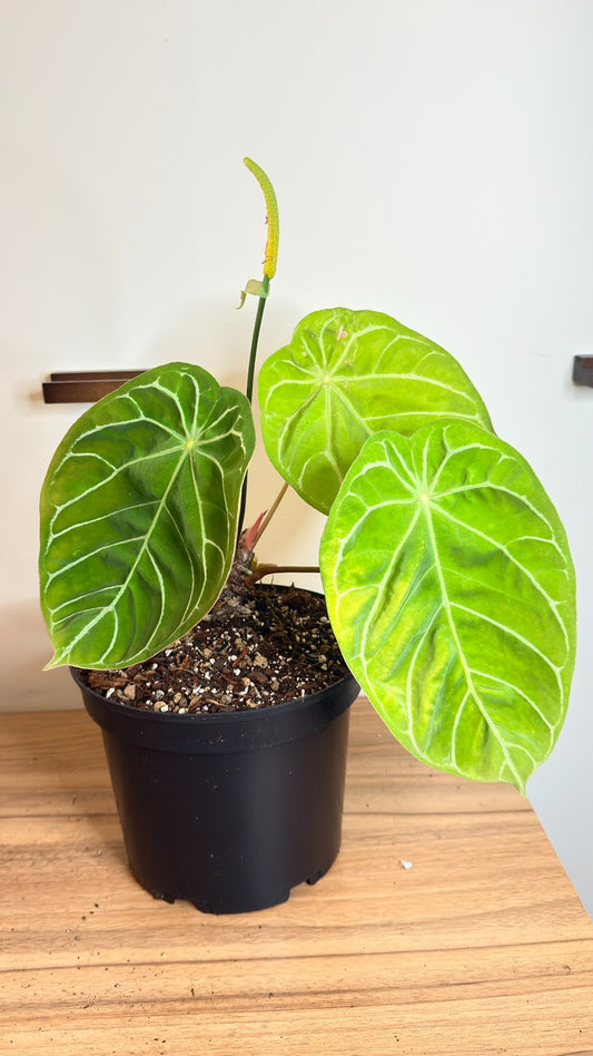 Anthurium NoID