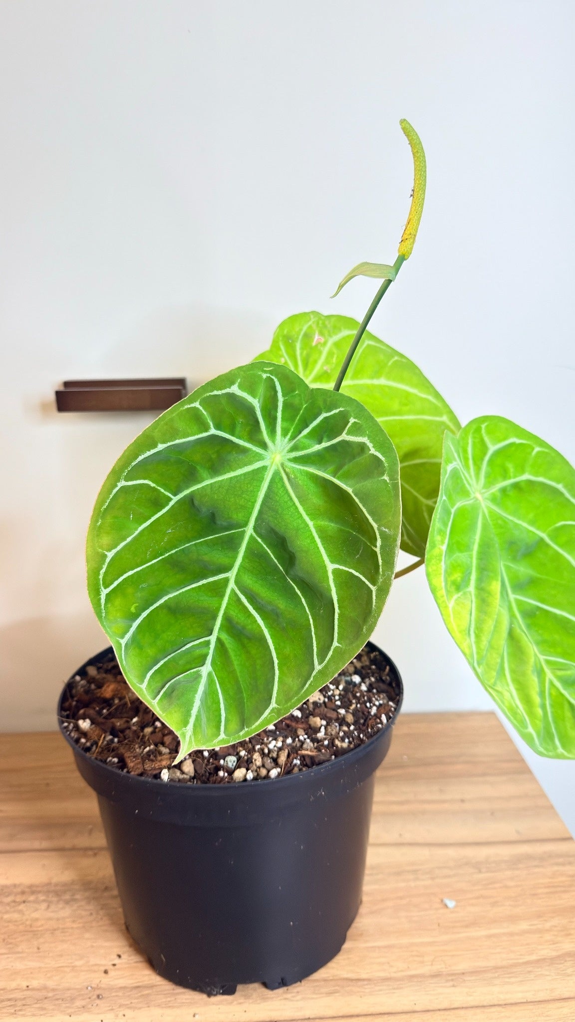 Anthurium NoID