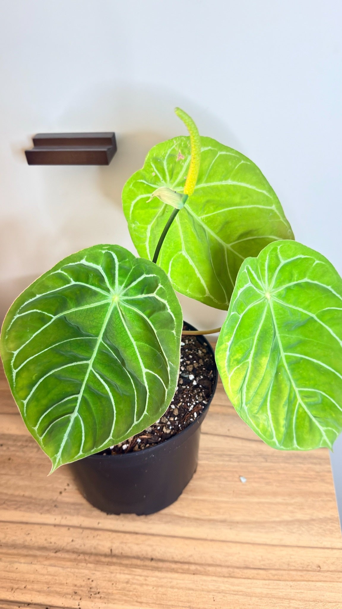 Anthurium NoID