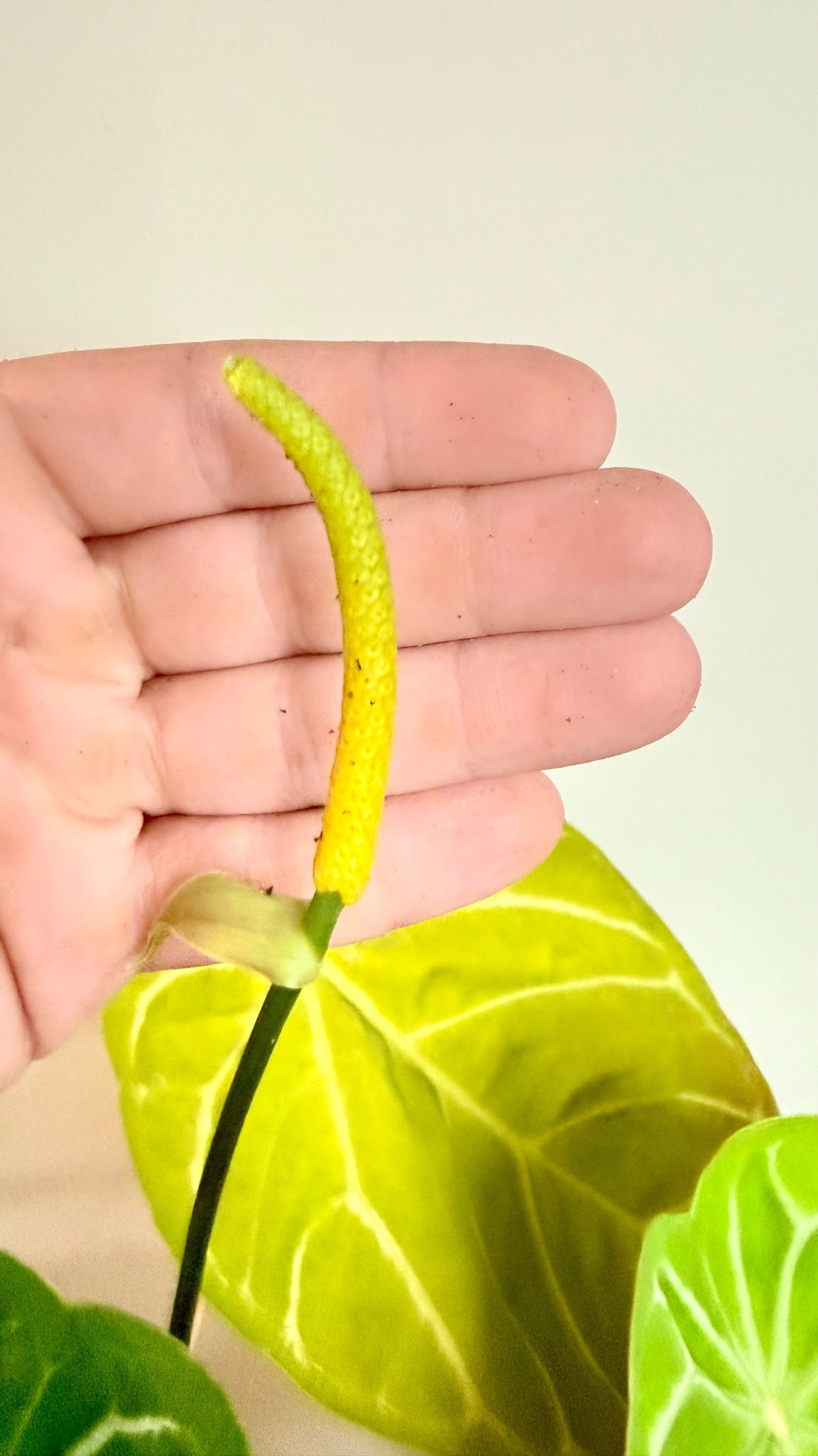Anthurium NoID