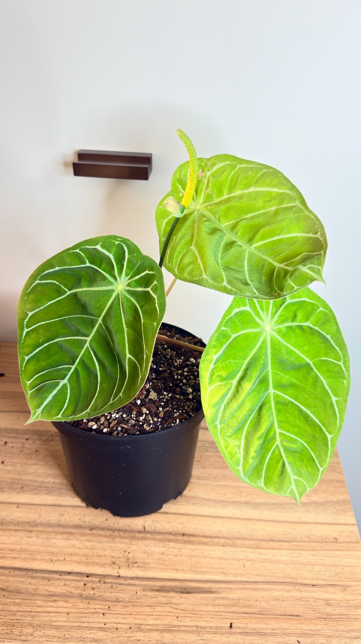 Anthurium NoID