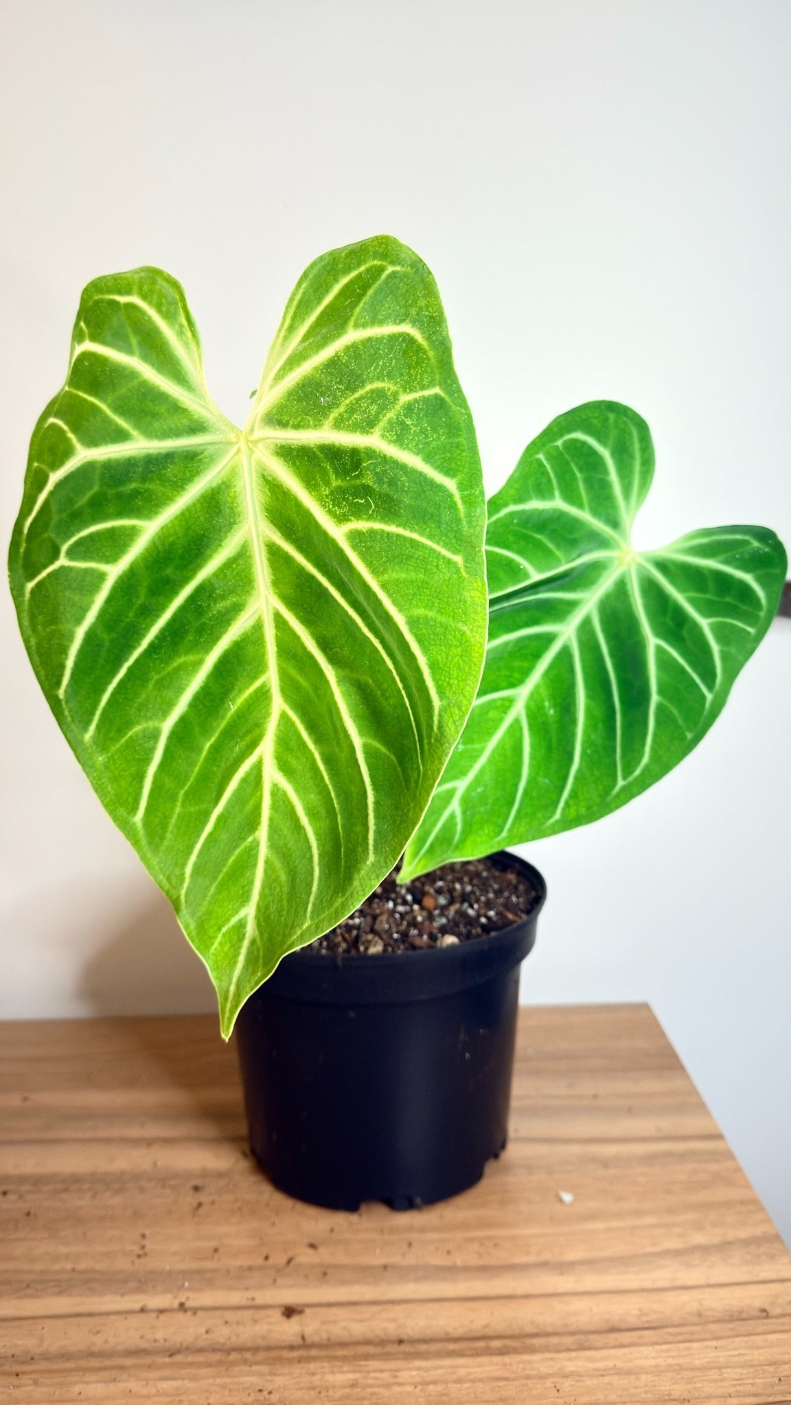 Anthurium Regale - Large