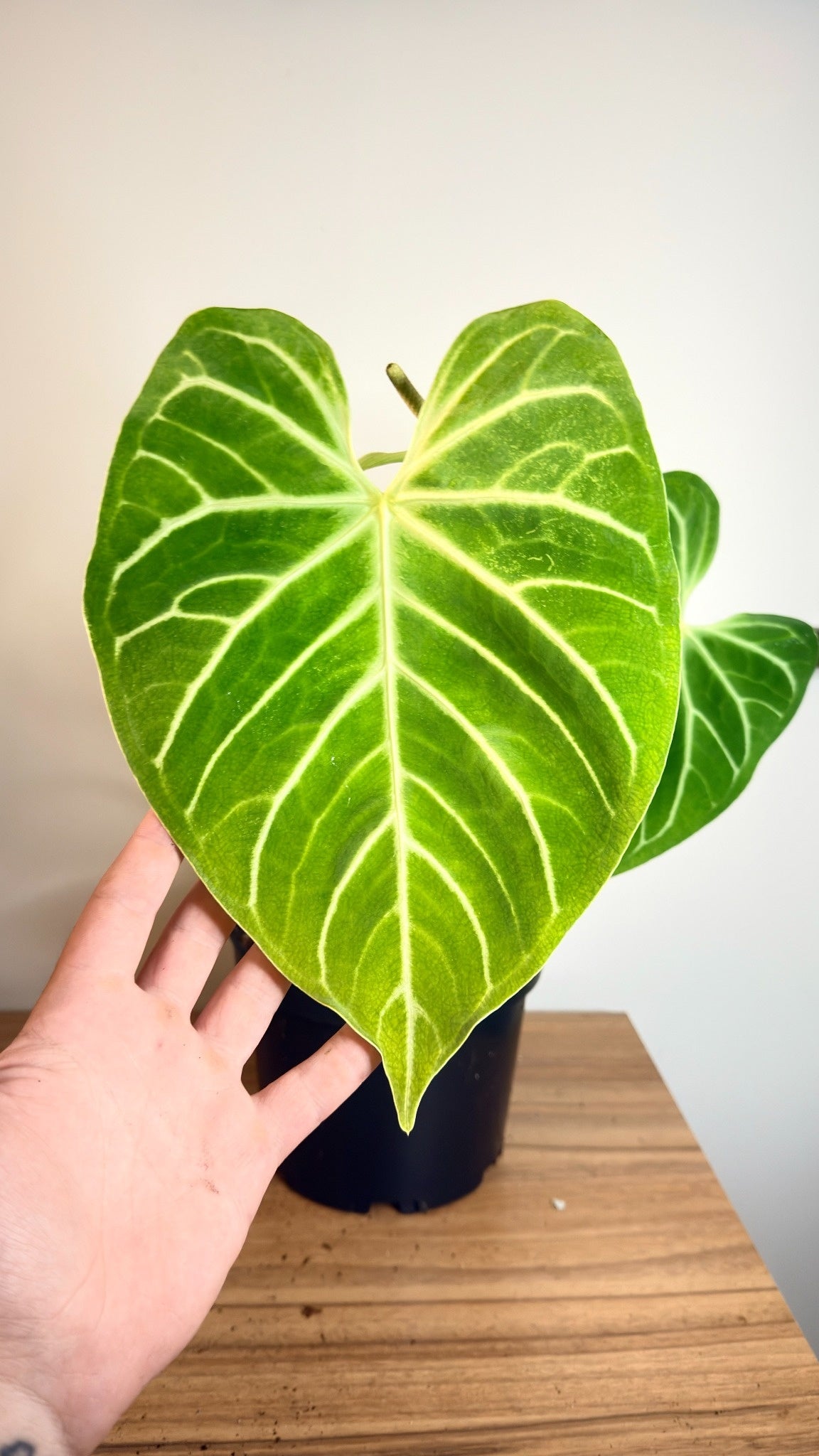 Anthurium Regale - Large
