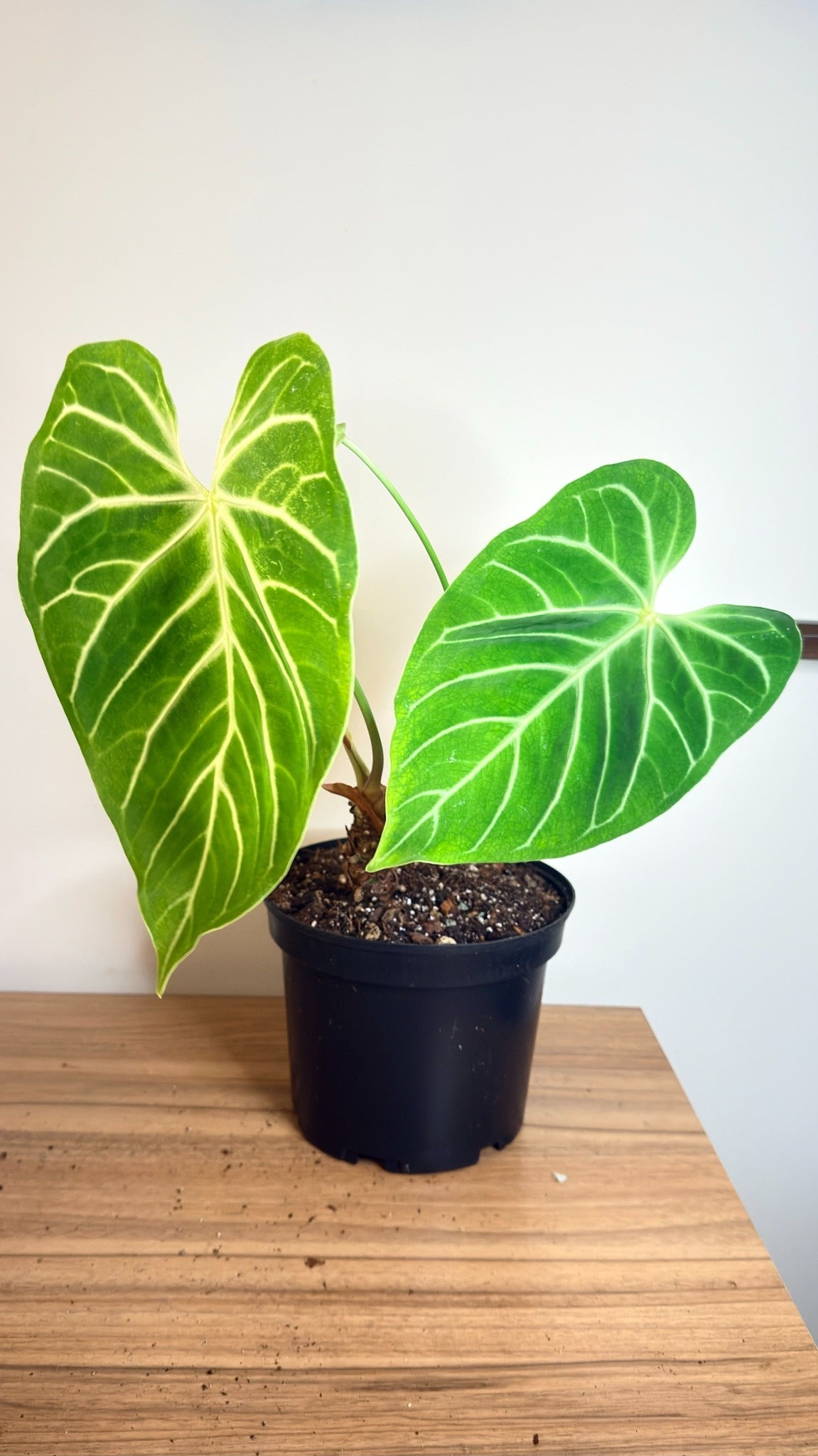 Anthurium Regale - Large