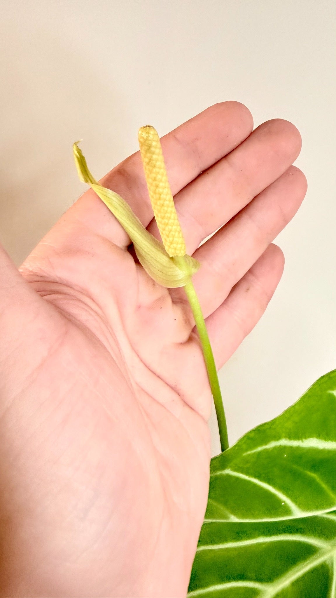 Anthurium Regale - Large