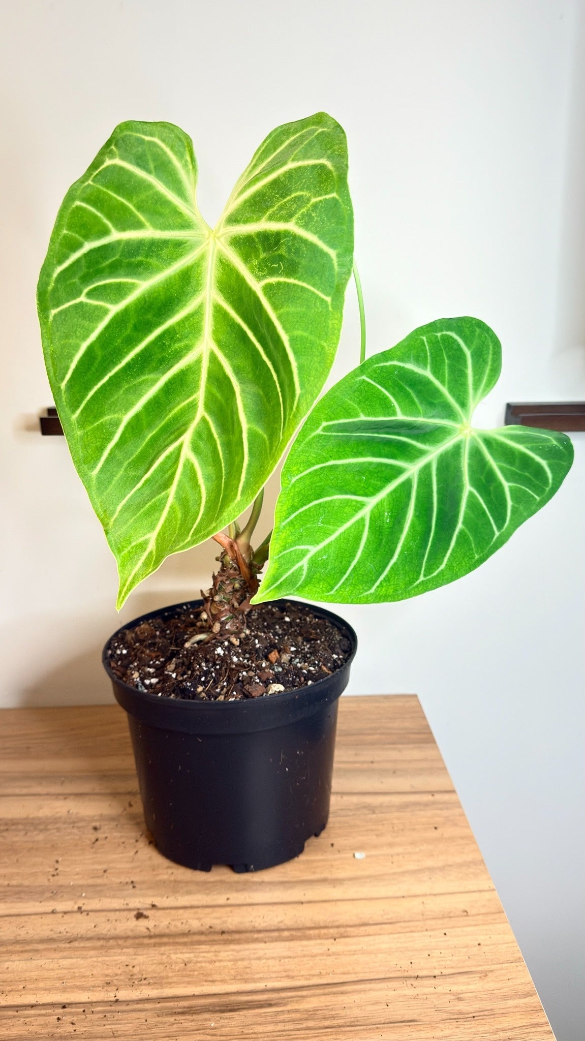 Anthurium Regale - Large